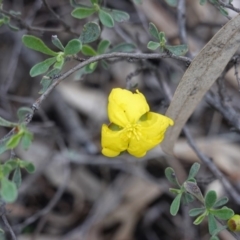Hibbertia obtusifolia (Grey Guinea-flower) at Federal Golf Course - 2 Apr 2020 by JackyF