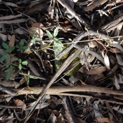 Grona varians (Slender Tick-Trefoil) at Hughes, ACT - 2 Apr 2020 by JackyF