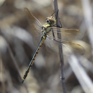 Hemicordulia tau at Dunlop, ACT - 14 Feb 2020