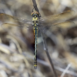 Hemicordulia tau at Dunlop, ACT - 14 Feb 2020