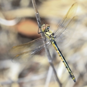 Hemicordulia tau at Dunlop, ACT - 14 Feb 2020