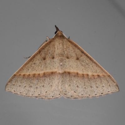 Epidesmia tryxaria (Neat Epidesmia) at Lilli Pilli, NSW - 1 Apr 2020 by jb2602