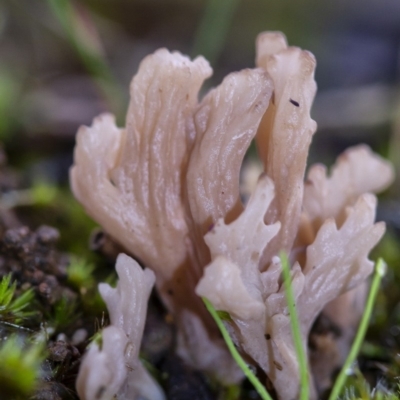 Clavulina sp. (A coral fungus) at Penrose, NSW - 2 Apr 2020 by Aussiegall