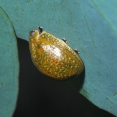 Paropsisterna cloelia at Dunlop, ACT - 1 Apr 2020 06:16 PM