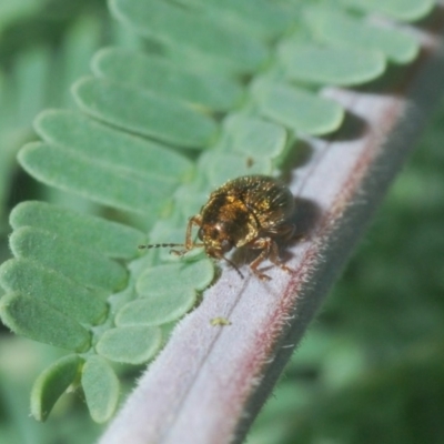 Elaphodes aeneolus (Leaf beetle) at Dunlop, ACT - 31 Mar 2020 by Harrisi