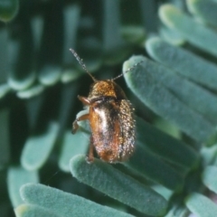 Elaphodes aeneolus at Dunlop, ACT - 31 Mar 2020