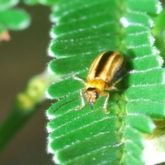 Monolepta froggatti (Leaf beetle) at Aranda, ACT - 31 Mar 2020 by Harrisi