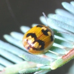 Peltoschema maculiventris (Leaf beetle) at Aranda, ACT - 31 Mar 2020 by Harrisi