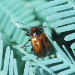 Rhyparida sp. (genus) (Leaf beetle) at Aranda, ACT - 31 Mar 2020 by Harrisi