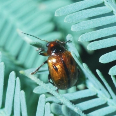 Rhyparida sp. (genus) (Leaf beetle) at Aranda, ACT - 31 Mar 2020 by Harrisi