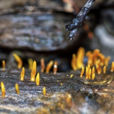 Calocera sp. (A stagshorn fungus) at Penrose - 2 Apr 2020 by Aussiegall