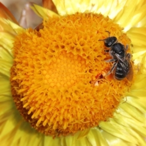 Lasioglossum (Chilalictus) sp. (genus & subgenus) at Acton, ACT - 15 Mar 2020