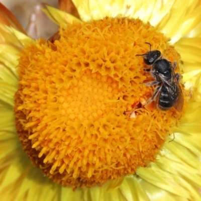 Lasioglossum (Chilalictus) sp. (genus & subgenus) (Halictid bee) at Acton, ACT - 15 Mar 2020 by TimL