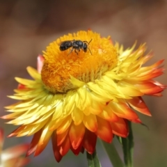 Lasioglossum (Chilalictus) sp. (genus & subgenus) at Acton, ACT - 15 Mar 2020