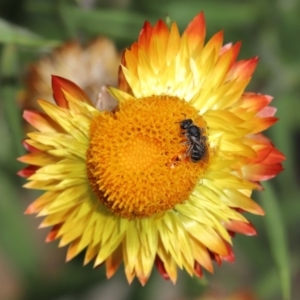 Lasioglossum (Chilalictus) sp. (genus & subgenus) at Acton, ACT - 15 Mar 2020