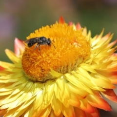 Lasioglossum (Chilalictus) sp. (genus & subgenus) at Acton, ACT - 15 Mar 2020