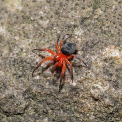 Nicodamidae (family) (Red and Black Spider) at ANBG - 15 Mar 2020 by TimL