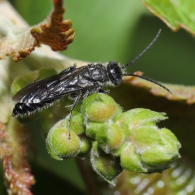 Tiphiidae (family) (Unidentified Smooth flower wasp) at Acton, ACT - 15 Mar 2020 by TimL