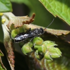 Tiphiidae (family) at Acton, ACT - 15 Mar 2020