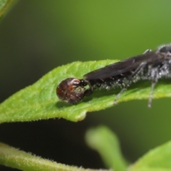 Tiphiidae (family) at Acton, ACT - 15 Mar 2020