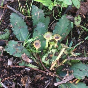 Solenogyne dominii at Majura, ACT - 2 Apr 2020