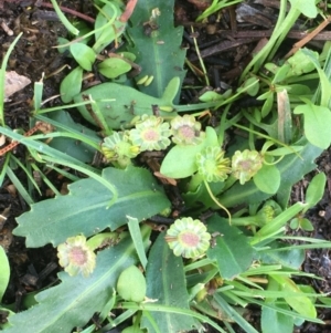 Solenogyne dominii at Majura, ACT - 2 Apr 2020