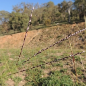 Digitaria brownii at Banks, ACT - 31 Mar 2020