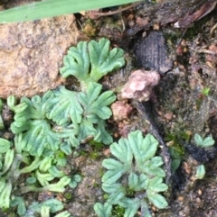 Riccia subbifurca (Liverwort) at Majura, ACT - 30 Mar 2020 by JaneR