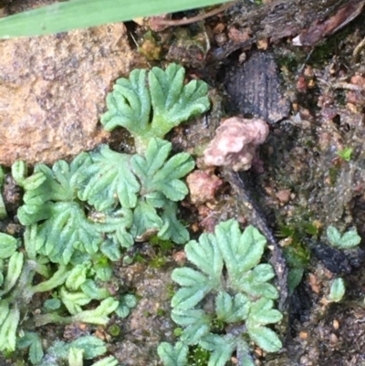 Riccia subbifurca (Liverwort) at Majura, ACT - 30 Mar 2020 by JaneR