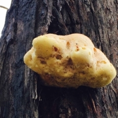 Laetiporus portentosus (White Punk) at Hackett, ACT - 1 Apr 2020 by RWPurdie