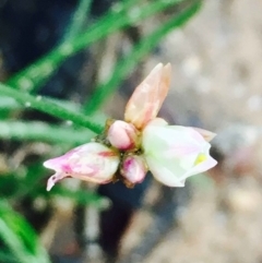 Laxmannia gracilis at O'Connor, ACT - 2 Apr 2020