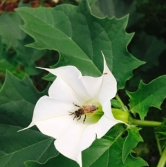 Datura stramonium (Common Thornapple) at O'Connor, ACT - 2 Apr 2020 by RWPurdie