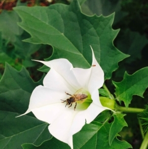 Datura stramonium at O'Connor, ACT - 2 Apr 2020