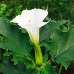 Datura stramonium at O'Connor, ACT - 2 Apr 2020