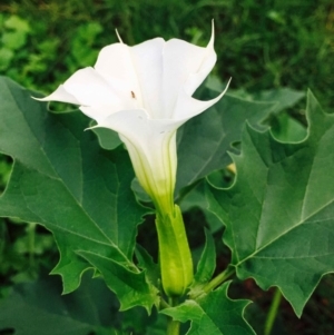 Datura stramonium at O'Connor, ACT - 2 Apr 2020