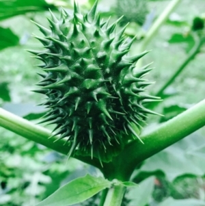 Datura stramonium at O'Connor, ACT - 2 Apr 2020