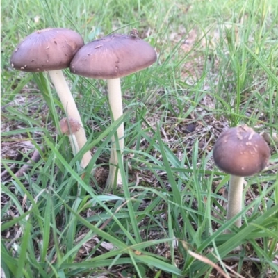 Oudemansiella 'radicata group' (Rooting shank) at Lower Boro, NSW - 1 Apr 2020 by mcleana