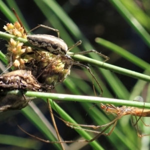 Tetragnatha sp. (genus) at Cook, ACT - 2 Apr 2020