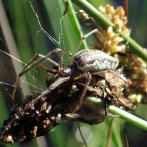 Tetragnatha sp. (genus) at Cook, ACT - 2 Apr 2020