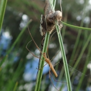 Tetragnatha sp. (genus) at Cook, ACT - 2 Apr 2020