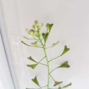 Capsella bursa-pastoris at Griffith, ACT - 3 Apr 2020