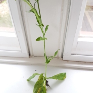 Capsella bursa-pastoris at Griffith, ACT - 3 Apr 2020