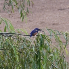 Ceyx azureus (Azure Kingfisher) at Jellat Jellat, NSW - 3 Apr 2020 by MatthewHiggins