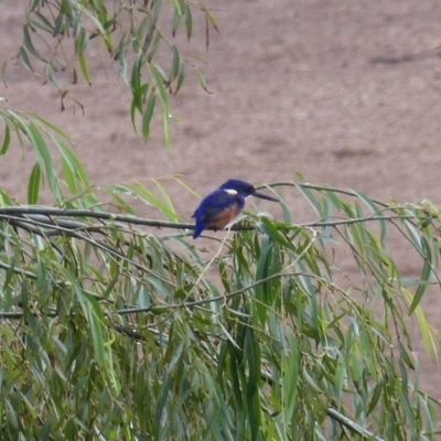 Ceyx azureus (Azure Kingfisher) at Jellat Jellat, NSW - 3 Apr 2020 by MatthewHiggins