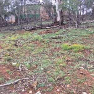 Calotis lappulacea at Deakin, ACT - 3 Apr 2020