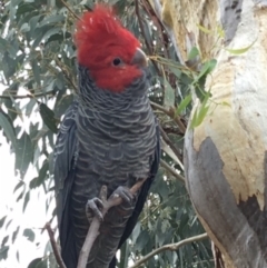 Callocephalon fimbriatum (Gang-gang Cockatoo) at GG48 - 3 Apr 2020 by KL