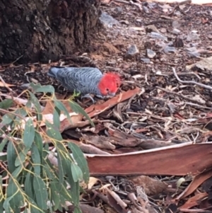 Callocephalon fimbriatum at Deakin, ACT - 3 Apr 2020