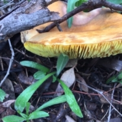 Phylloporus sp. (Phylloporus sp.) at Hughes, ACT - 3 Apr 2020 by KL