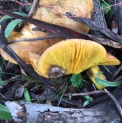 Phylloporus sp. at Hughes, ACT - 3 Apr 2020