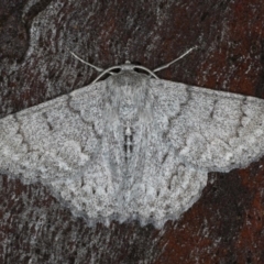 Crypsiphona ocultaria (Red-lined Looper Moth) at Majura, ACT - 2 Apr 2020 by jbromilow50